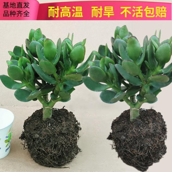 我要配资网 玉树盆栽养护指南：懒人也能养出满盆翠绿